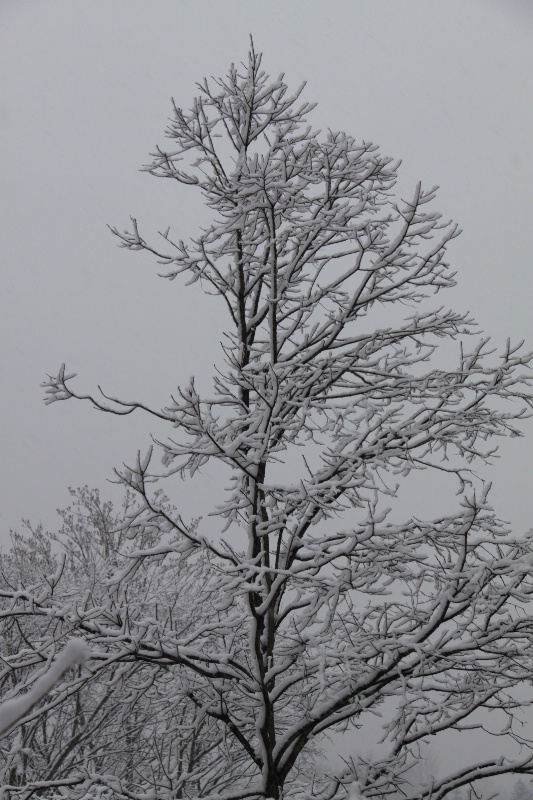 Snow Covered Tree - ID: 9779168 © Cynthia M. Wiles