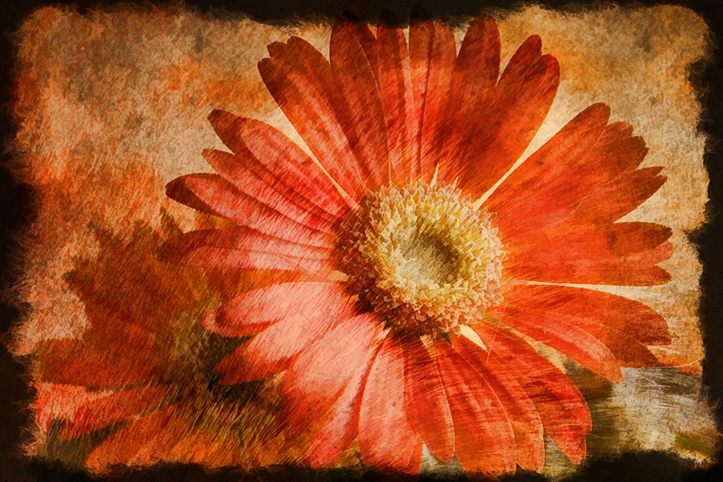 Gerber Daisies