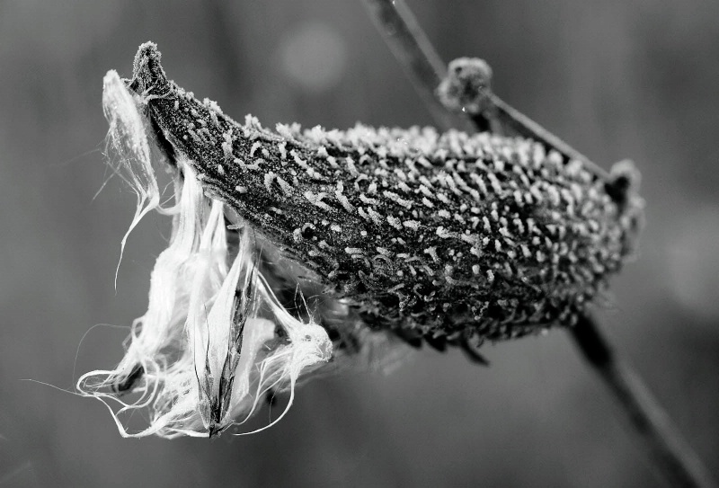 Milk weed in black and white