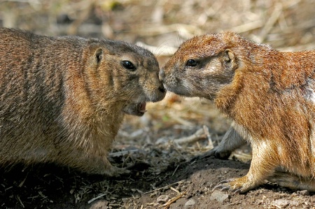 Prairie Dog Plants A Valentine's Day Kiss