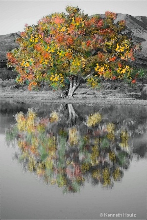 B&W Tree Colored-Water Color Filter