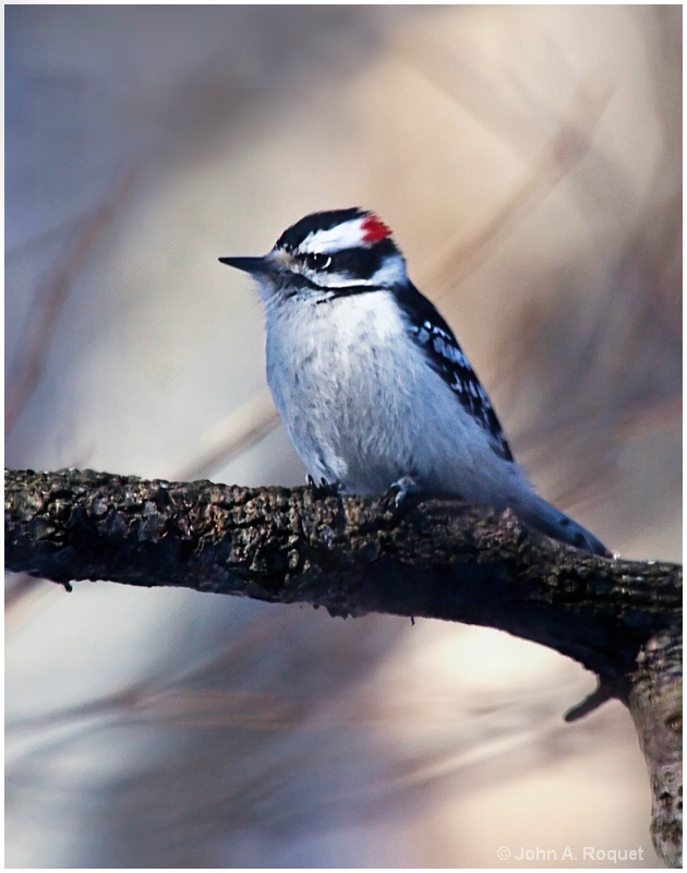 Downy Woodpecker - ID: 9781681 © John A. Roquet