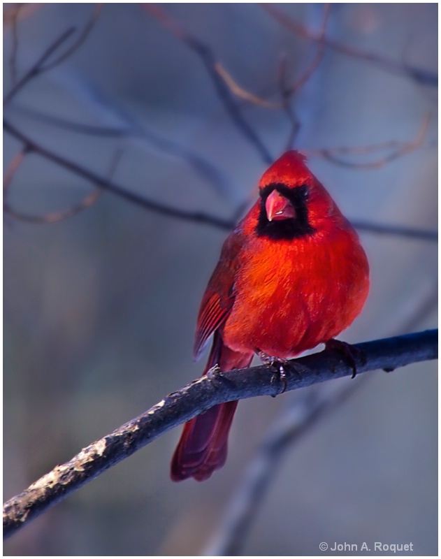 Cardinal - ID: 9781682 © John A. Roquet