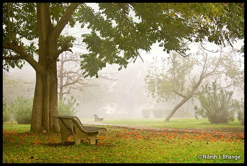 Tree & Bench