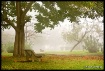 Tree & Bench