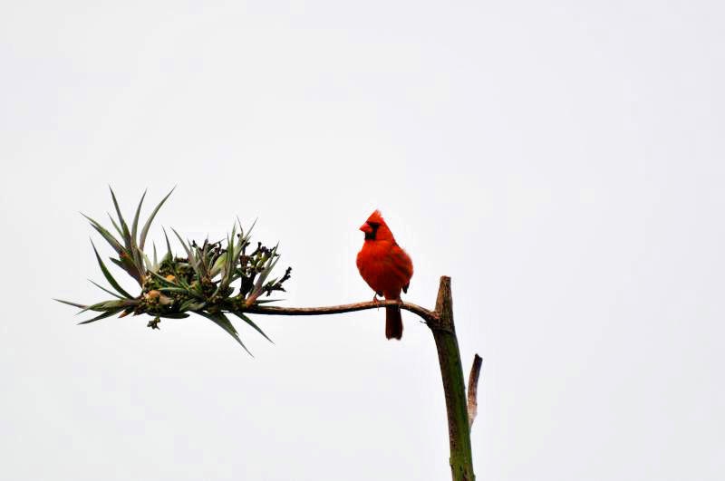 Beautiful Cardinal