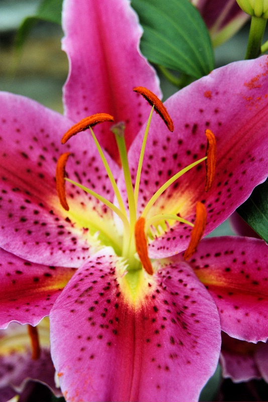 Lilly Stamen