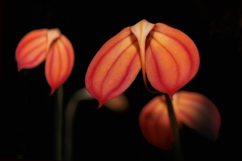 Masdevallia Ignea