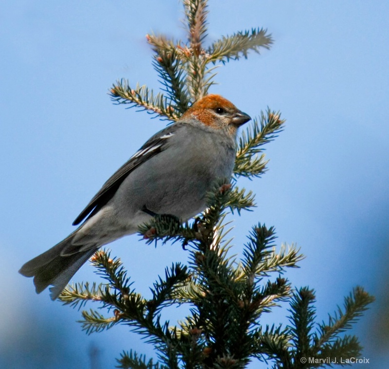 Pine Grosbeak - Female