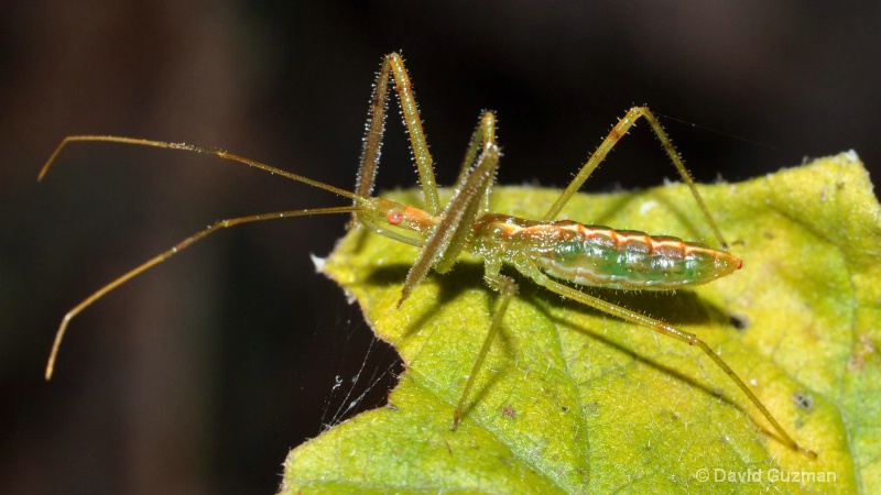 young assassin bug