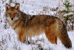 coyote close up