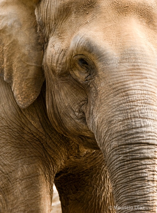 Elephant  Close Up - ID: 9786192 © Mauricio Diaz