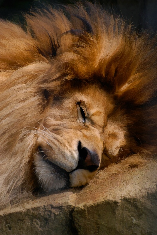 The Napping Lion