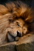 The Napping Lion