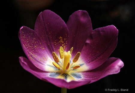 Tulip in Purple
