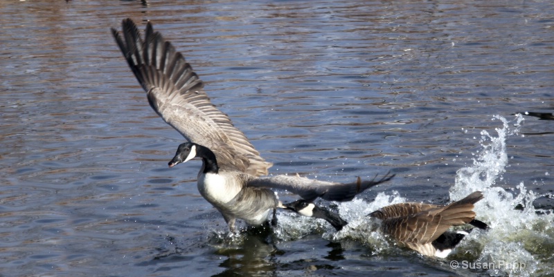 Goose fight - ID: 9787077 © Susan Popp