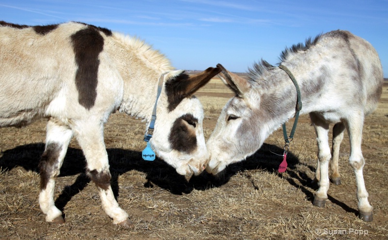 Nose to nose...heart to heart - ID: 9787091 © Susan Popp