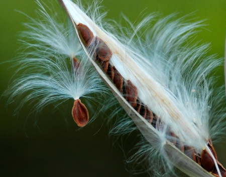 Milkweed seeds