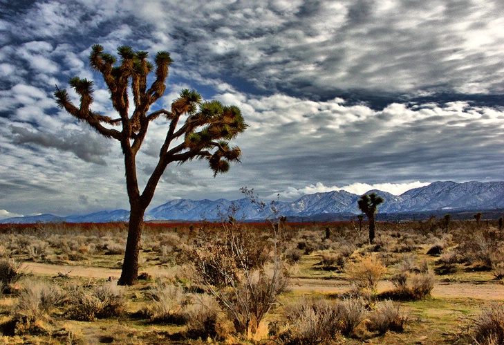 Winter Day in the Mojave