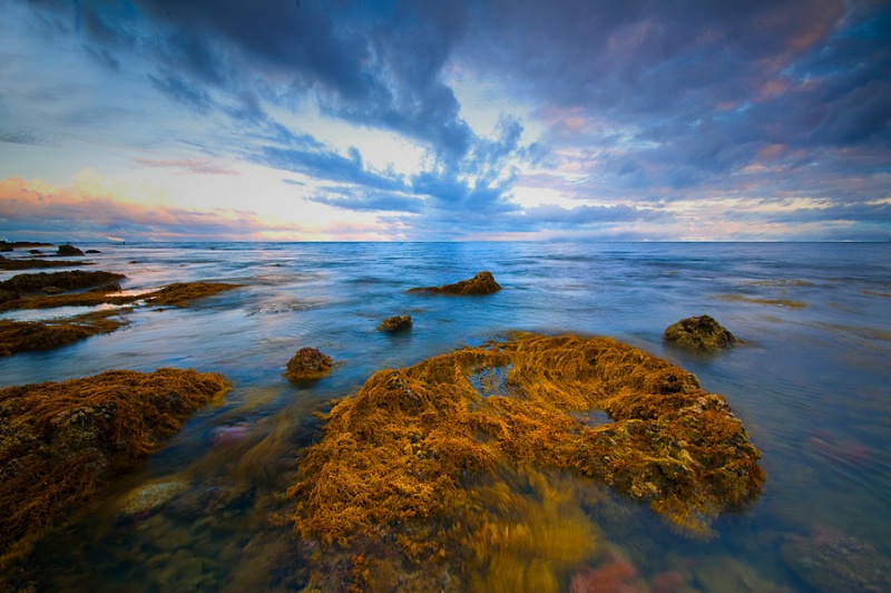 Littoral Beauty of the Pacific