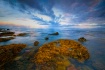 Littoral Beauty o...