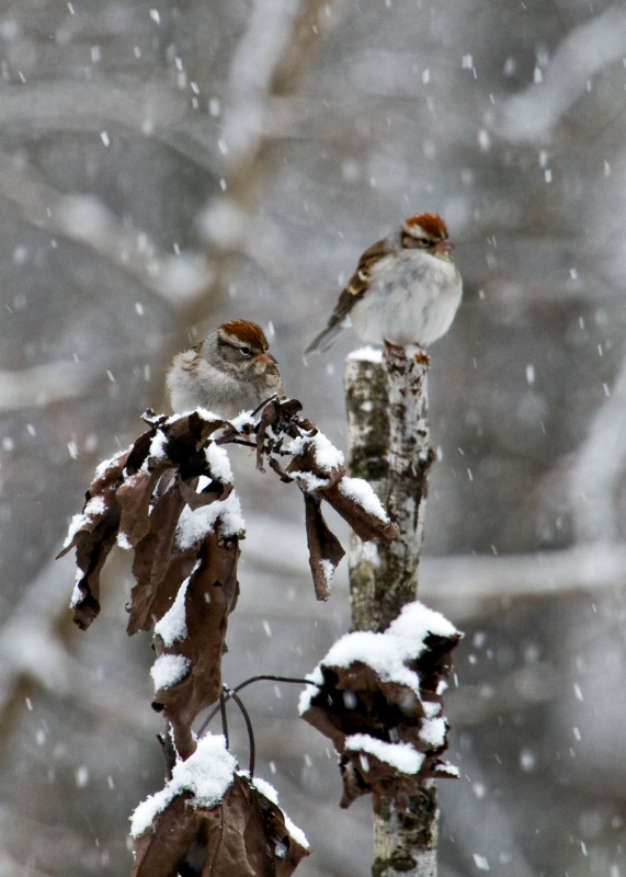 CHIPPING SPARROWS IN THE SNOW