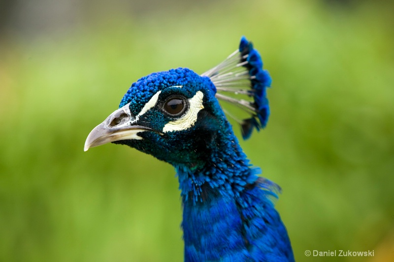 Peacock Head in Profile