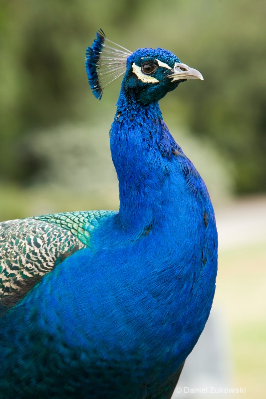 Peacock, Attention Distracted