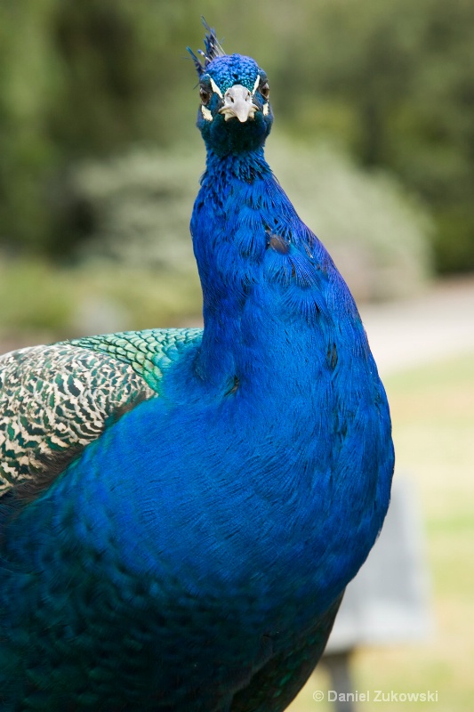 Peacock, Looking at Me