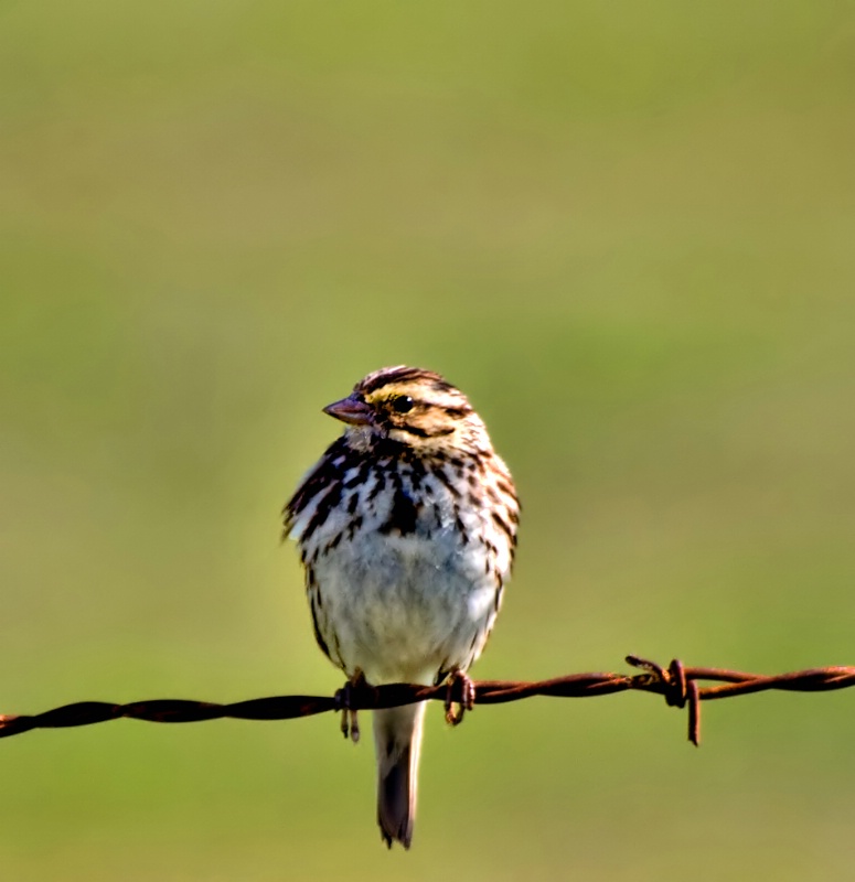 Sun-Kissed Song Sparrow  - ID: 9792058 © Clyde Smith