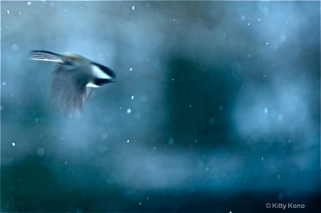Chickadee in the Storm