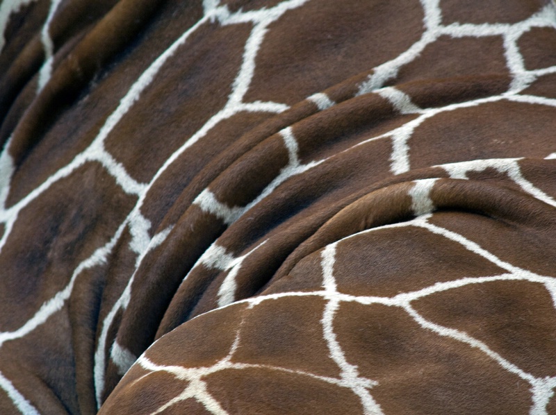 Giraffe detail - ID: 9792879 © Birthe Gawinski
