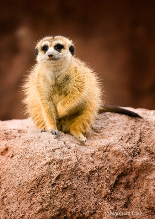 Meerkat - ID: 9794498 © Mauricio Diaz