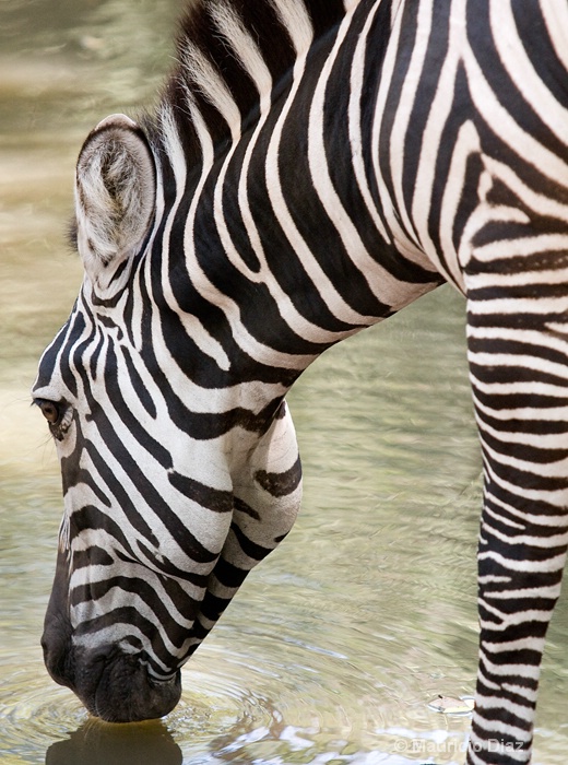 Drinking Zebra - ID: 9794508 © Mauricio Diaz