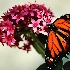 2Orange on Pink - ID: 9796109 © Kathy Salerni