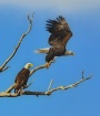 the take off