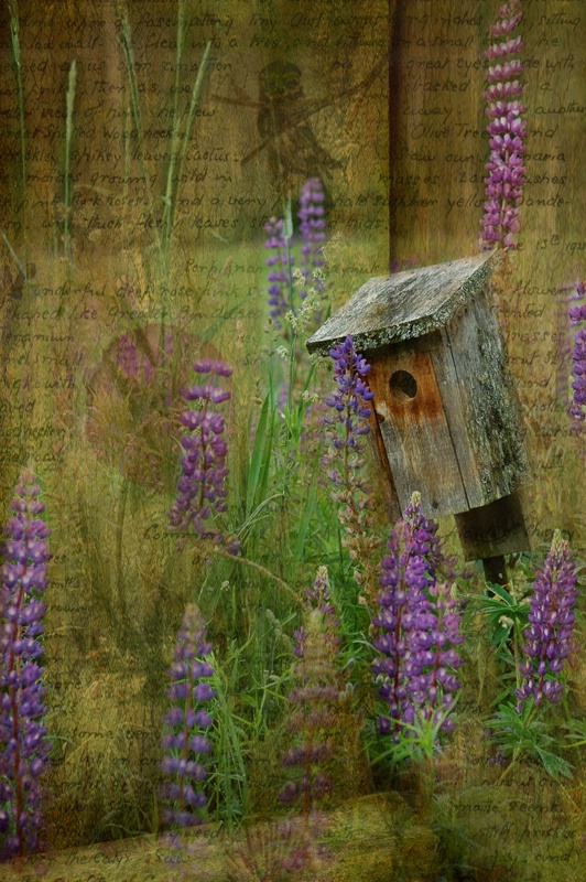 Lupines and Birds in Vermont