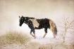Wintry Walk