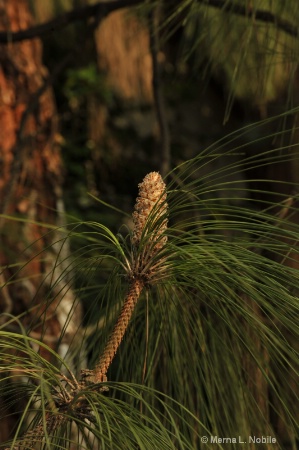 Pine Cone Beauty