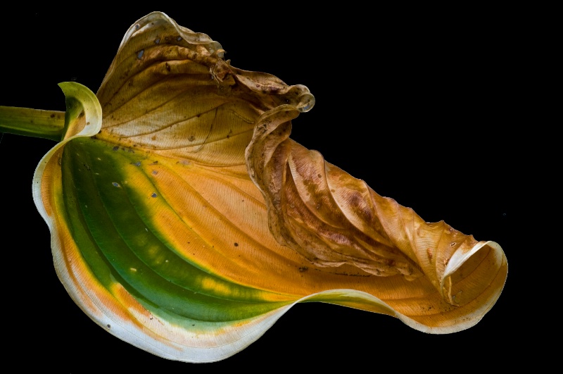 Hosta Leaf In Death - ID: 9801347 © Bob Miller