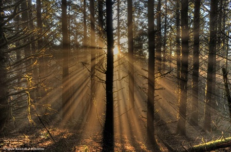 Dancing Sunbeams