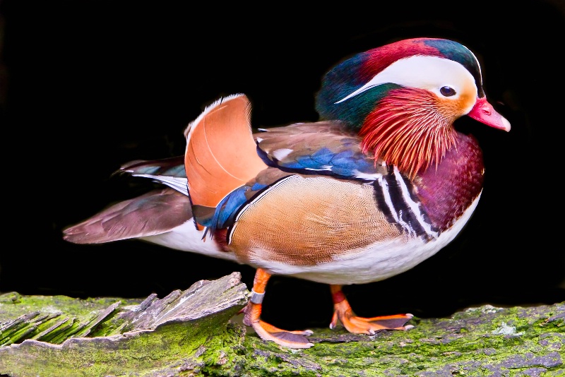 Mandarin Duck