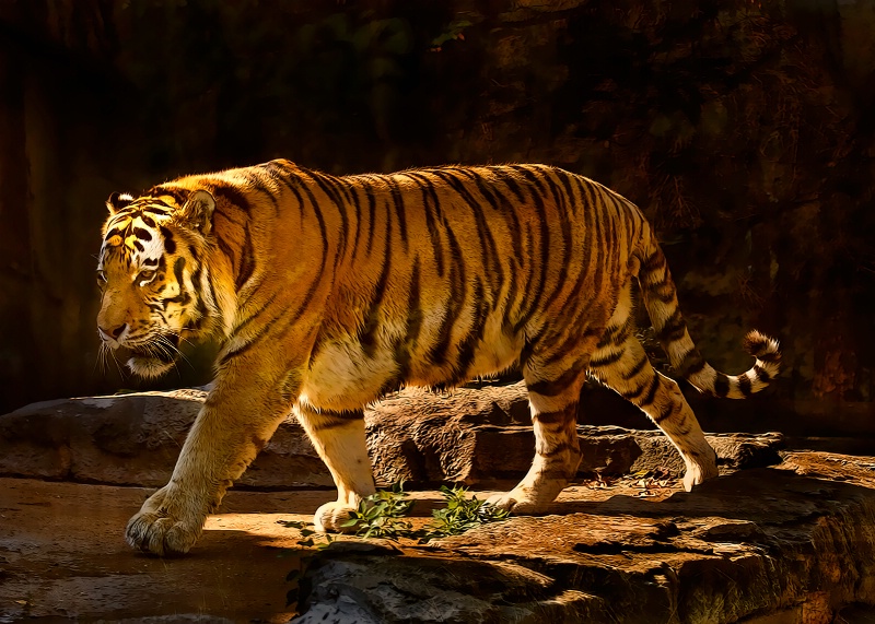 Tiger Walk