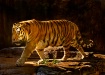 Tiger Walk