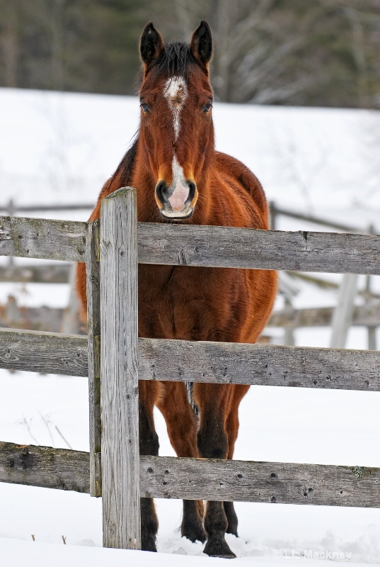 Solitary Horse in Winter