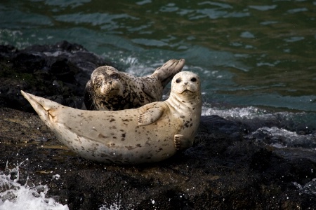 Rocking Seals