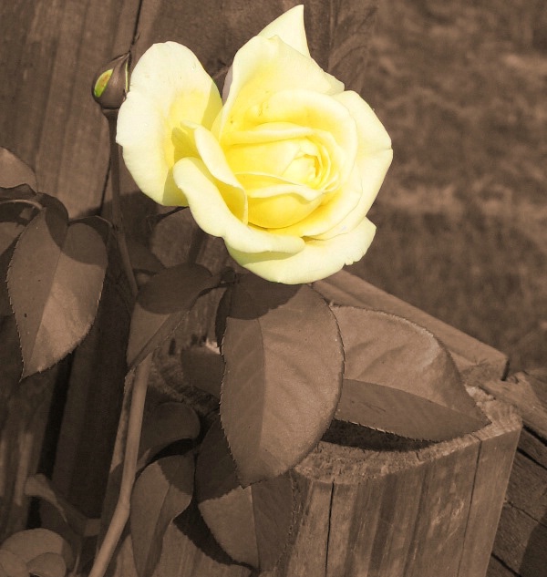 Yellow Rose