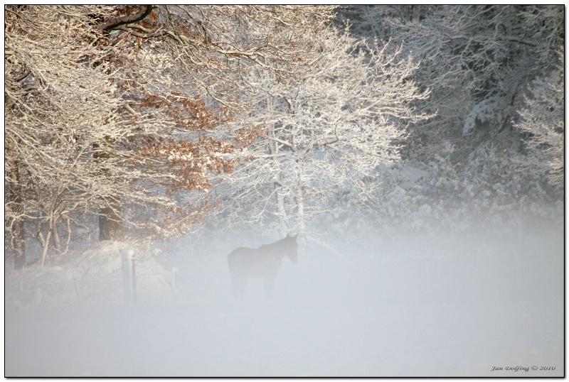 Horses silhouet in the snow
