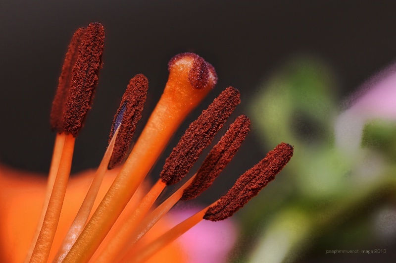 Stamens