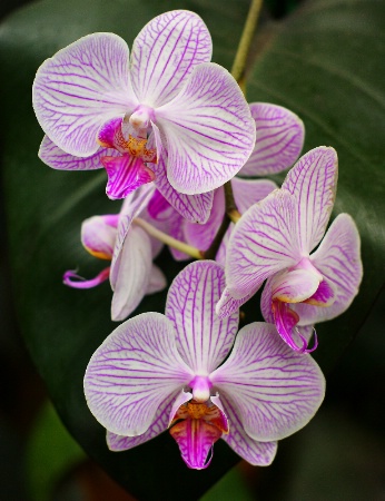 Pink Orchids